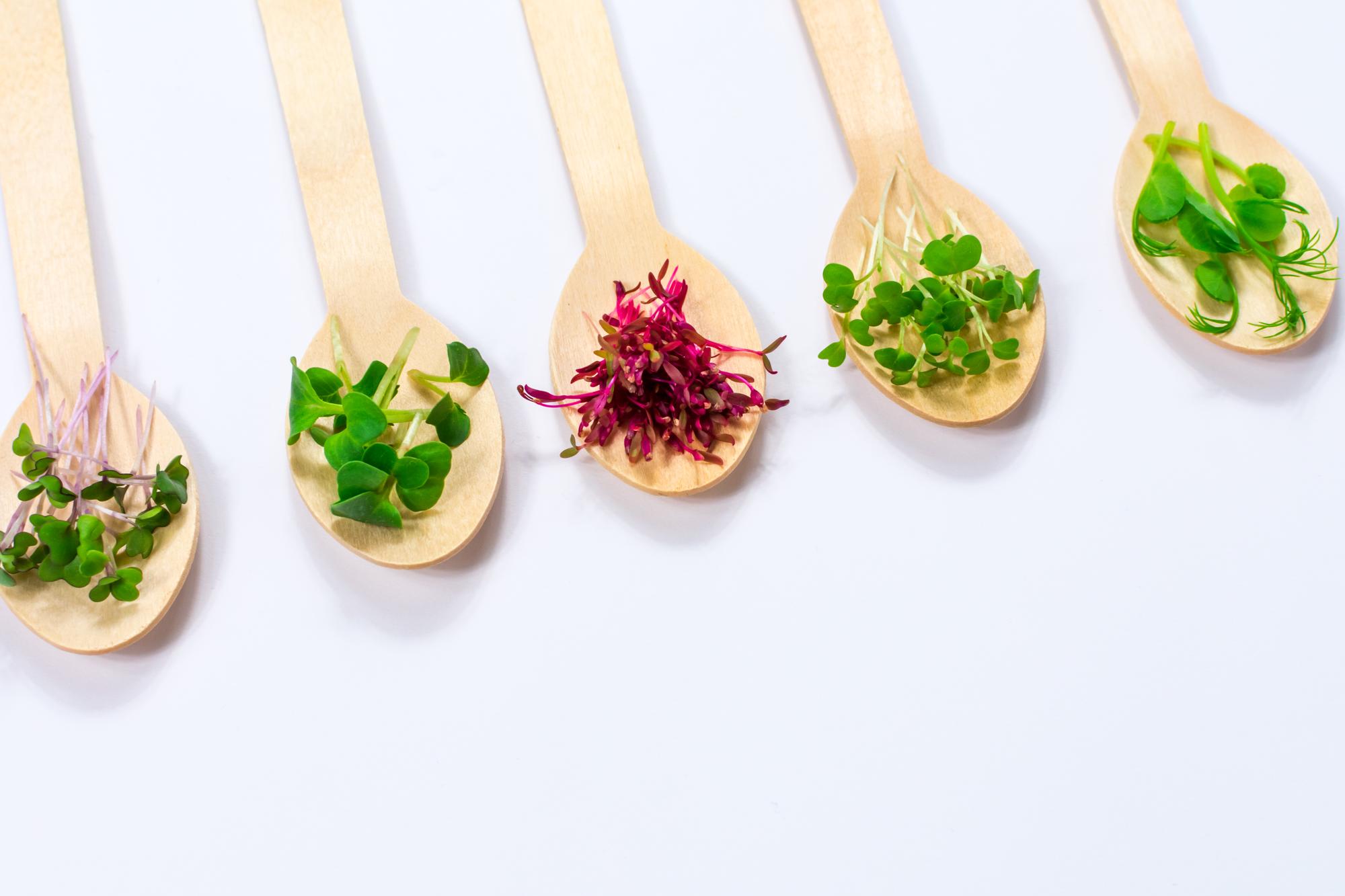 Close-up of hands finishing a plated course with microherbs